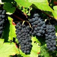 Domaine Aigues Belles